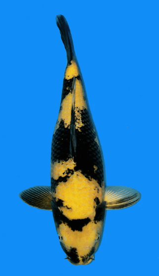 ki utsuri