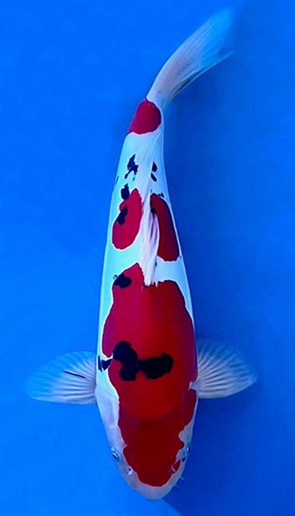 Colorful koi fish with red, white, and black patterns swimming in clear blue water.