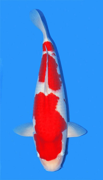 The Kohaku Koi comes in a variety of white and red shades, but the highest quality or grade would have red patterns that match the color of the Japanese flag, and the body color should be pure white like snow (Often, the color pattern is more orange-ish than red.) The Koi fish should have well-defined colors with fine edges that distinguish the body's white and red regions.