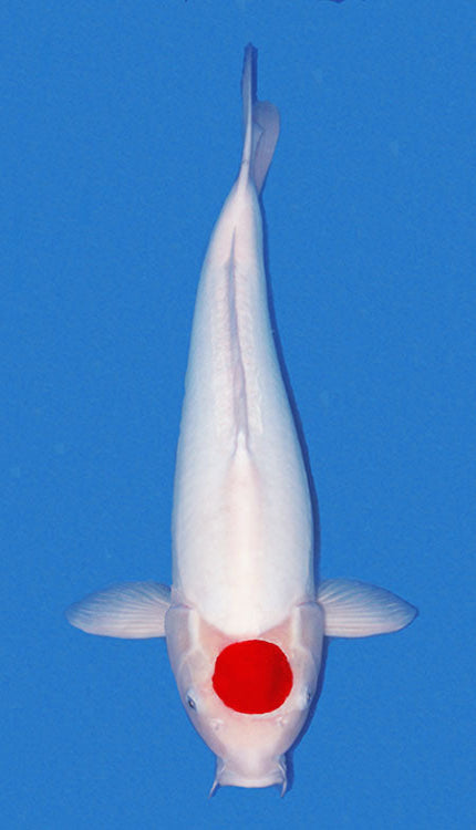 White fish with a red circle on a blue background