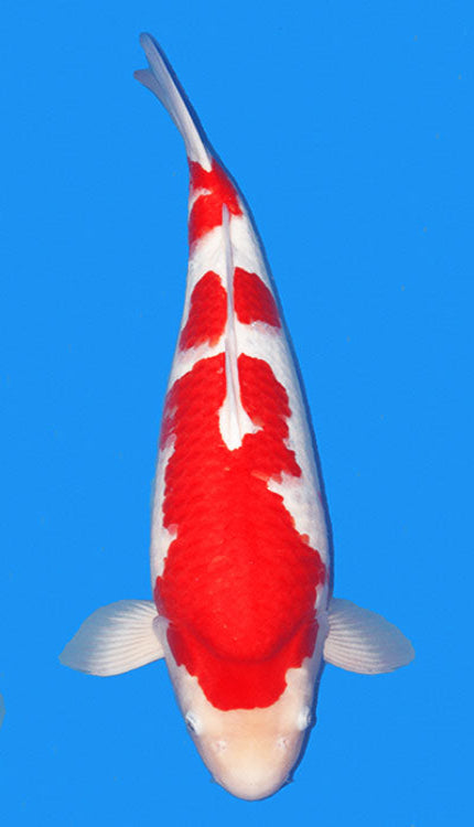 25011 kohaku 2 year female 22" koi fish