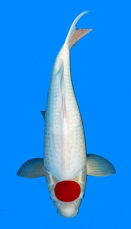 A photograph of a Doitsu Tancho Kohaku koi fish with a predominantly white body and a large red spot on its head.