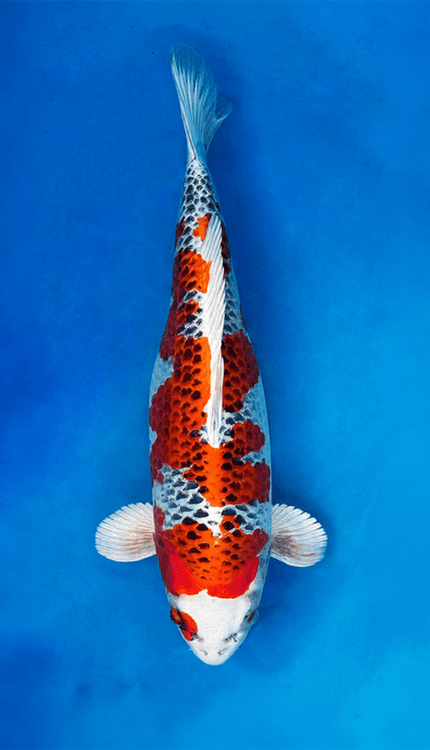 Colorful 26007 Kujaku 3 Year Female 21" Koi Fish on a blue background