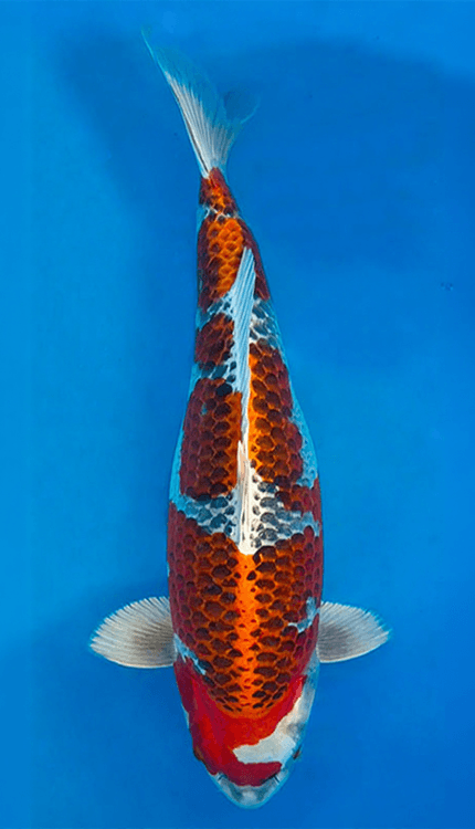 Colorful 26009 Kujaku 3 Year Female 22" Koi Fish swimming against a blue background