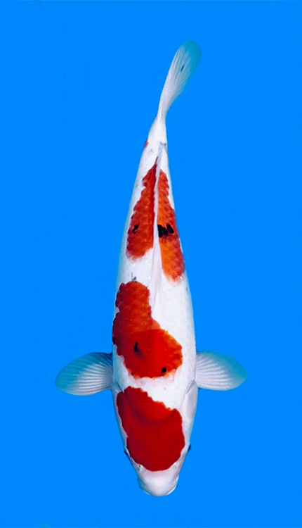 Colorful 26011 Sanke 3 Year Female 22" Koi Fish on a blue background