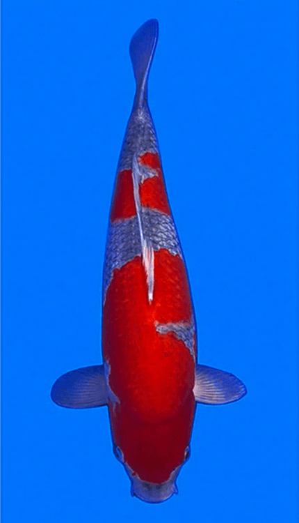 Colorful 26012 Goshiki 3 Year Female 20" Koi Fish against a blue background