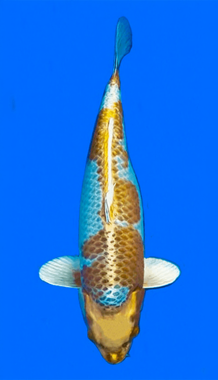 Colorful 26013 Kin Matsuba 3 Year Female 20" Koi Fish on a blue background