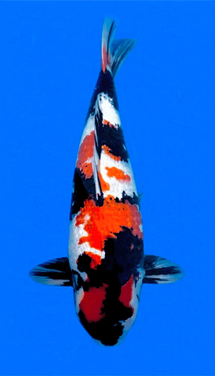 26018 Ginrin Showa 4 Year Female 26" Koi Fish