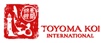 staging.toyomakoi.com